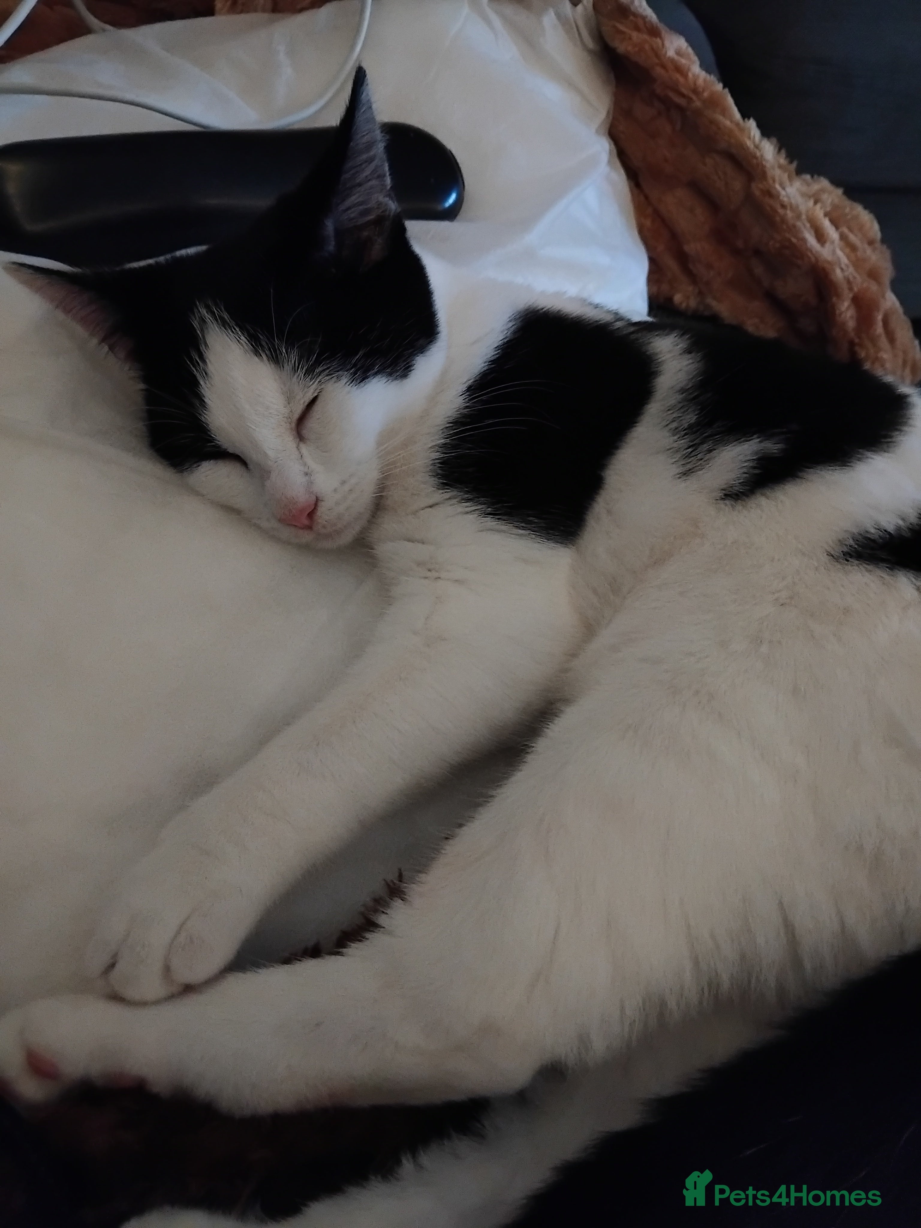 Mixed Breed cats Beautiful 4 month old girl - Advert 9