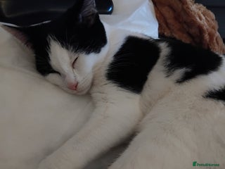 Mixed Breed cats Beautiful 4 month old girl - Advert 4