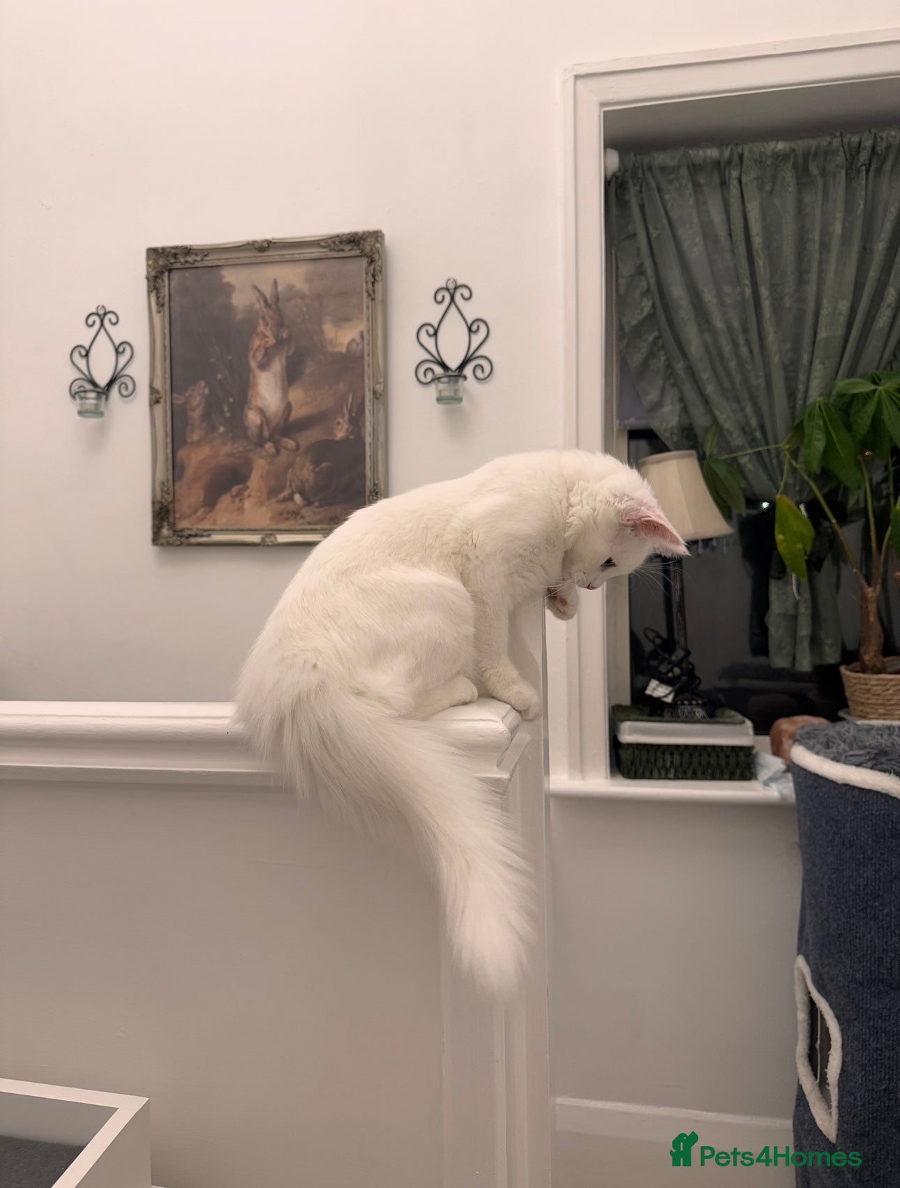 Turkish Angora cats 7 months old Turkish Angora male kitten - Advert 2