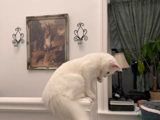 Turkish Angora cats 7 months old Turkish Angora male kitten - Advert 1