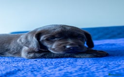 Labrador Retriever dogs for sale: Adorable Labrador Retriever Puppies  🐶💛 - Image 27