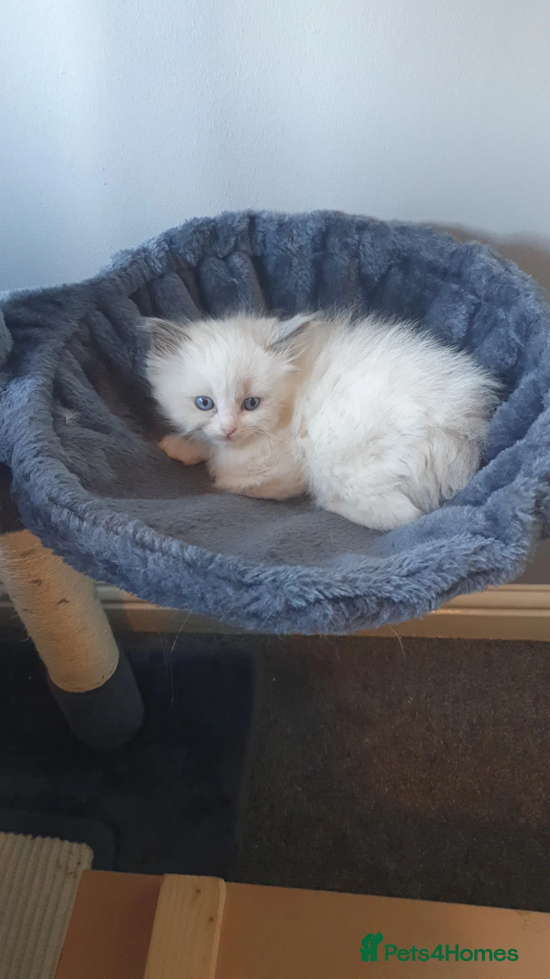 Ragdoll cats for stud: Gccf active large blue mitted ragdoll stud loki in Wakefield - Advert 6