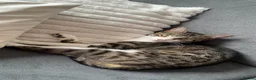 Domestic Shorthair cats for sale: Mixed litter of kittens - Advert 5