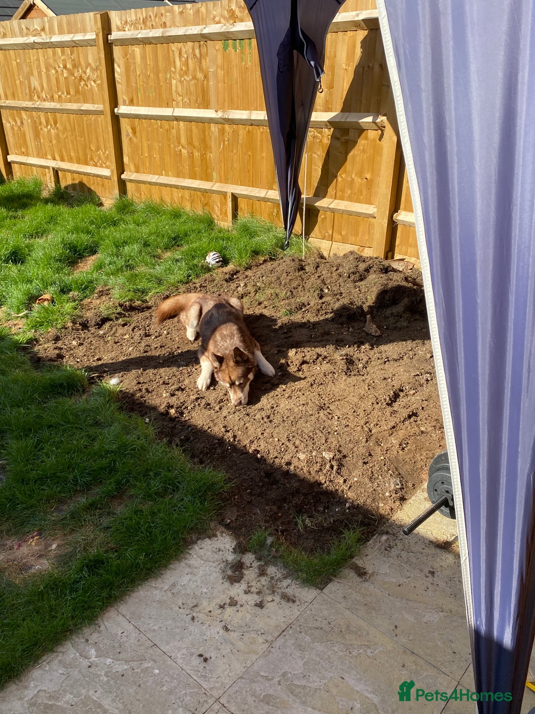 Siberian Husky dogs for sale: Siberian Husky - Advert 5