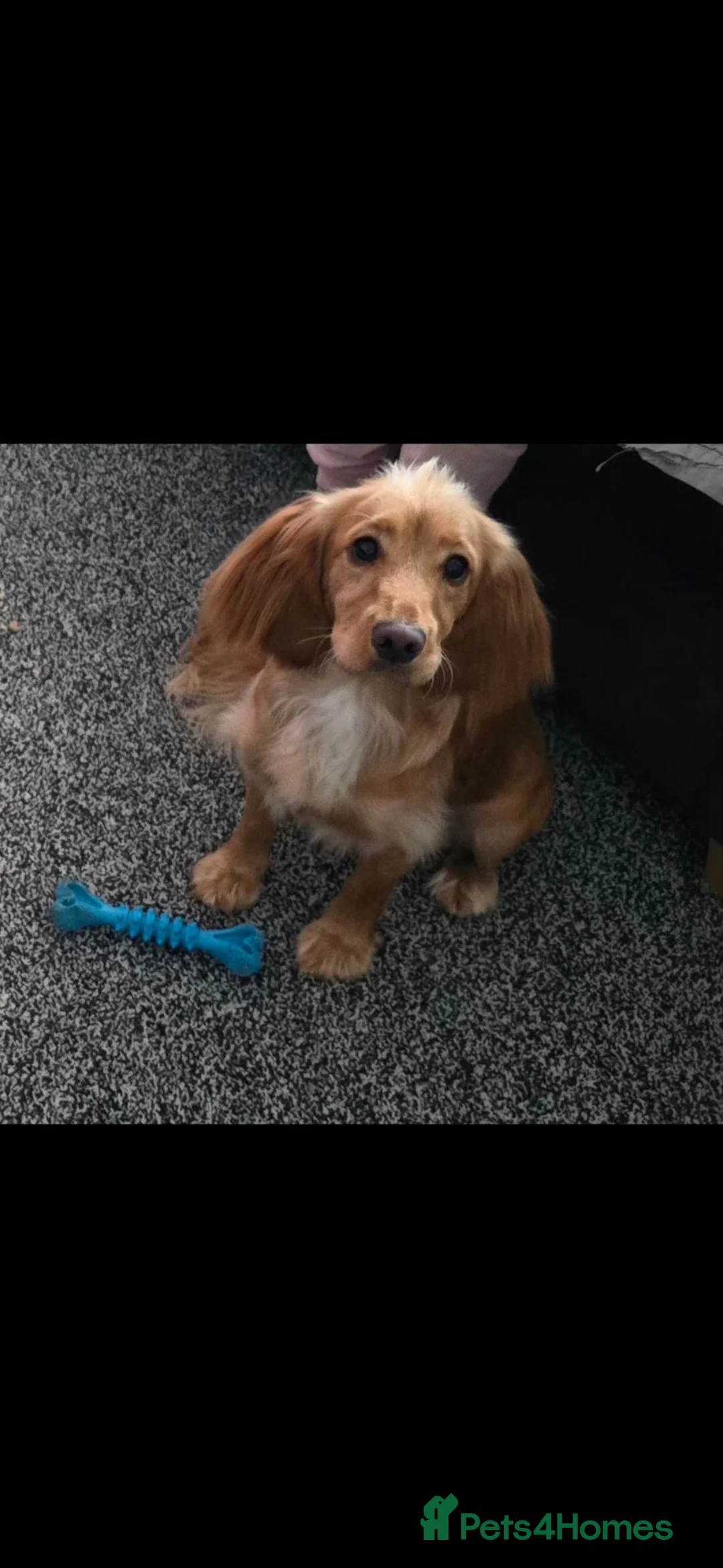 Cockapoo dogs for sale: Beautiful female dog - Advert 2