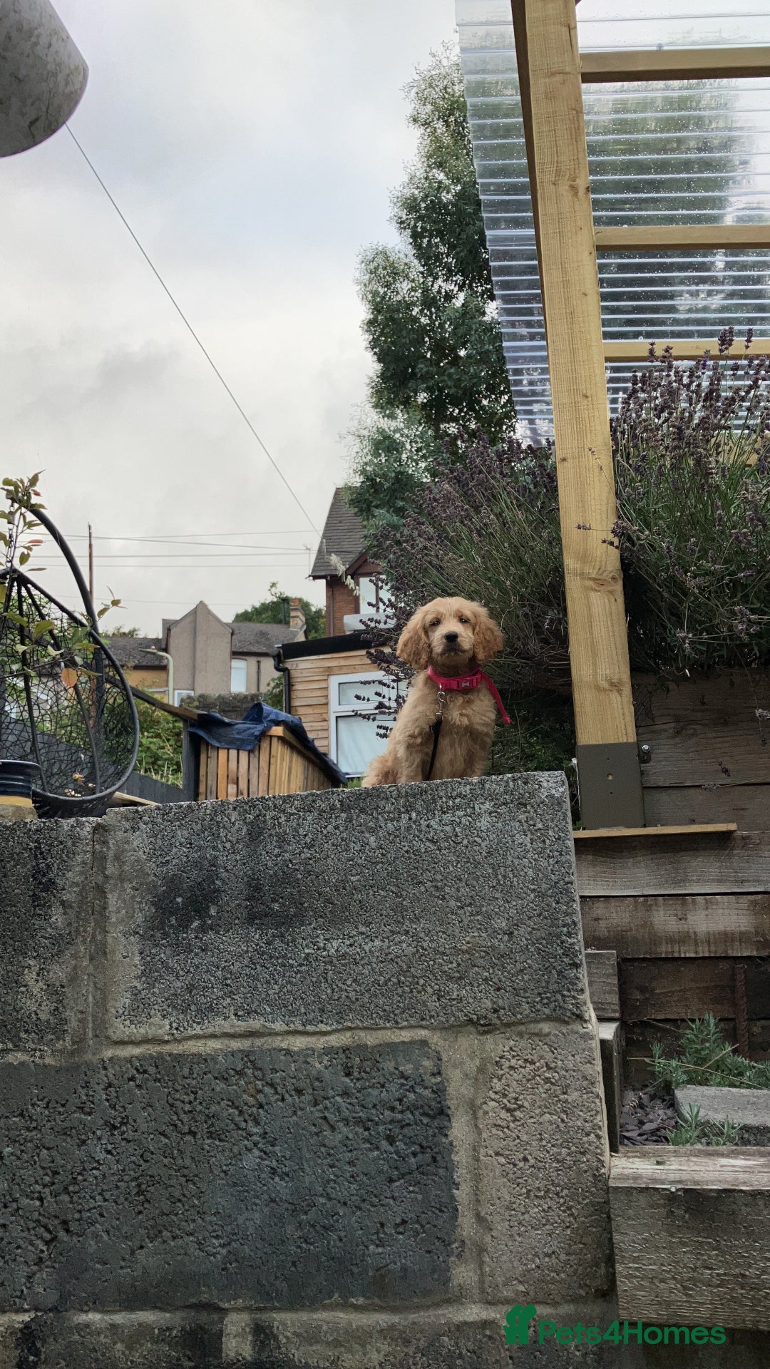 Goldendoodle dogs for sale: Beautiful loving Goldendoodle 12 weeks  - Image 5