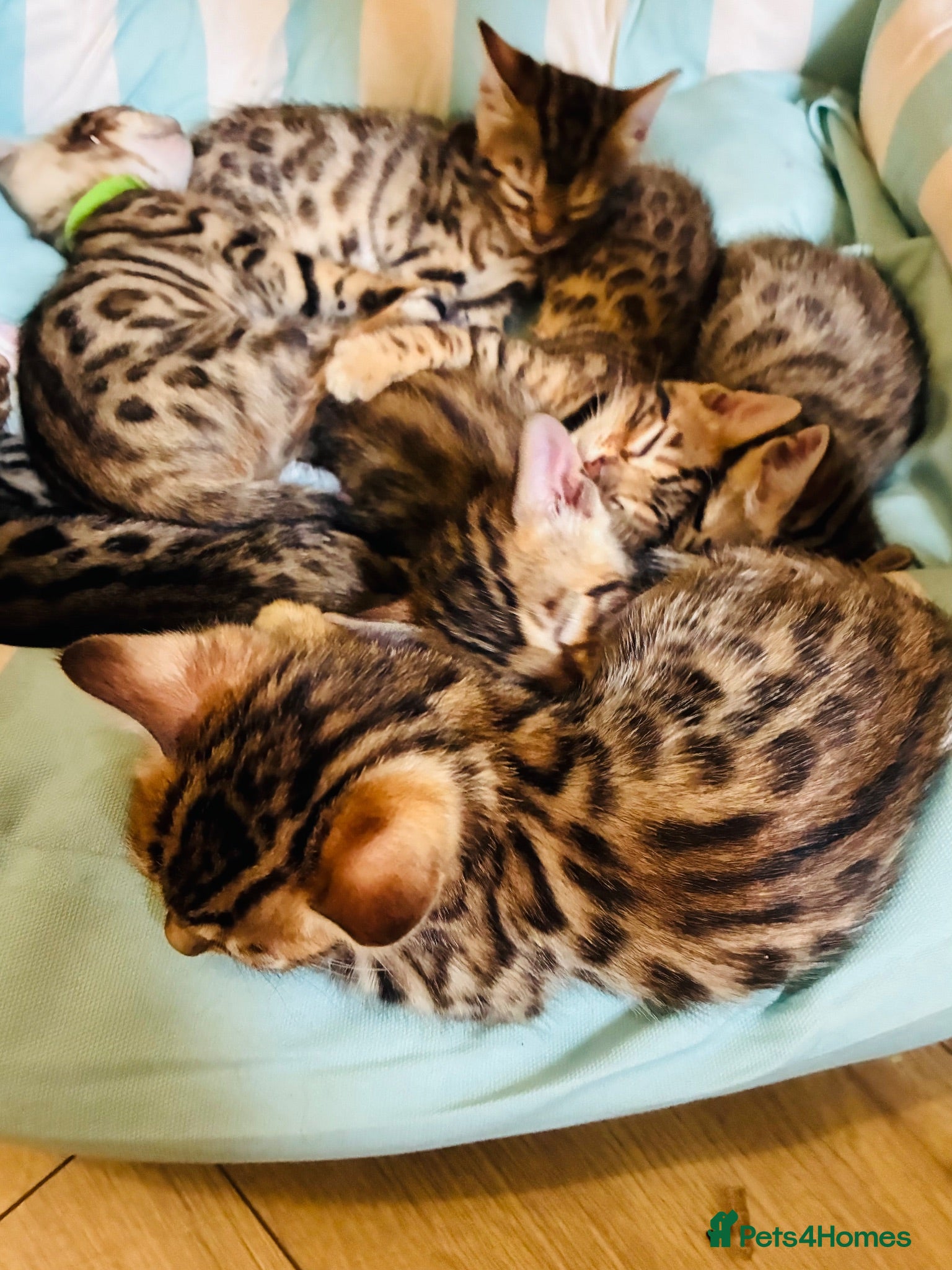 Bengal cats LAST ONE! Beautiful Bengal kittens .  - Advert 2