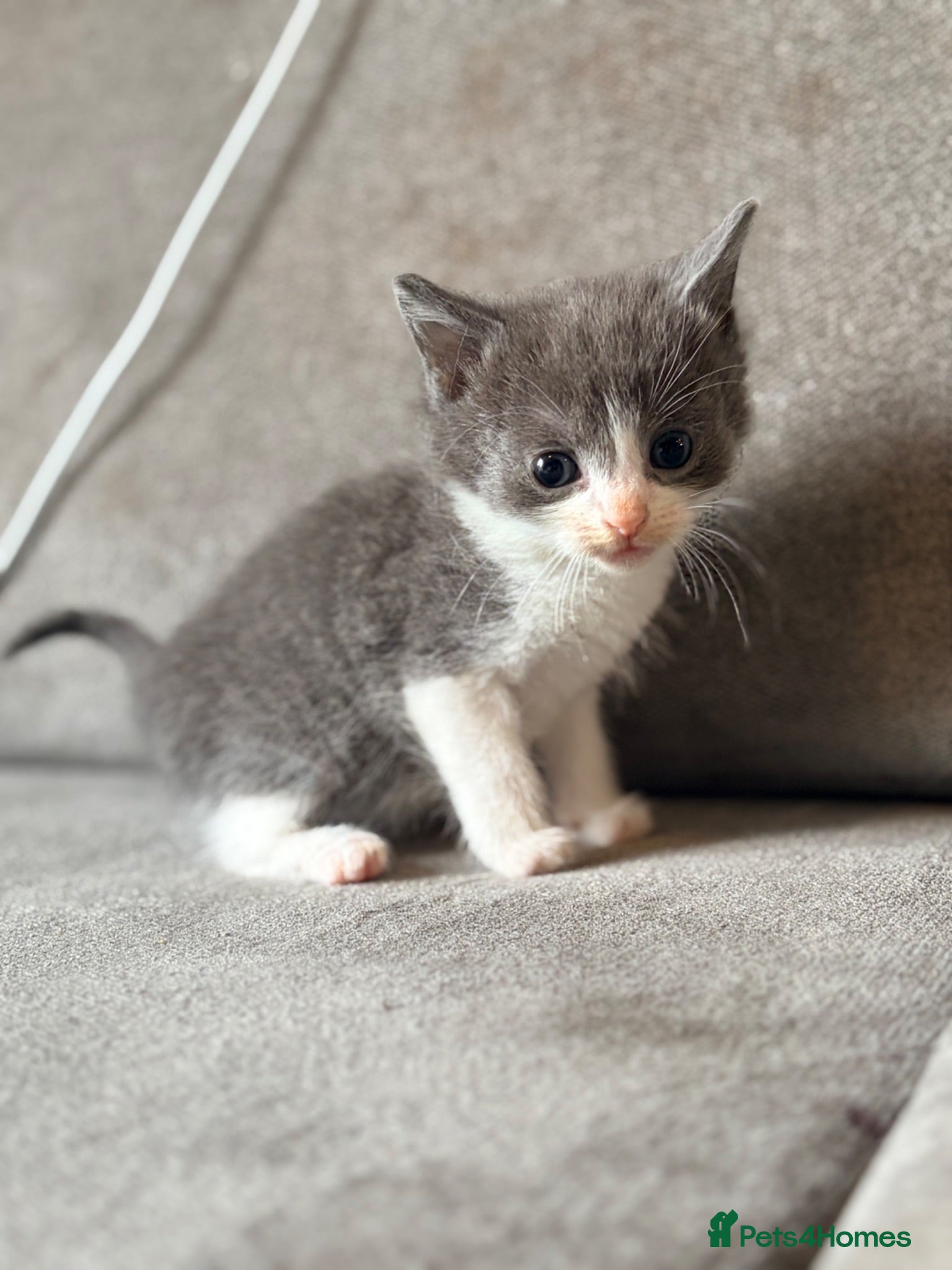 Mixed Breed cats Russian blue x bengal male  kitten (ready to go) - Advert 5