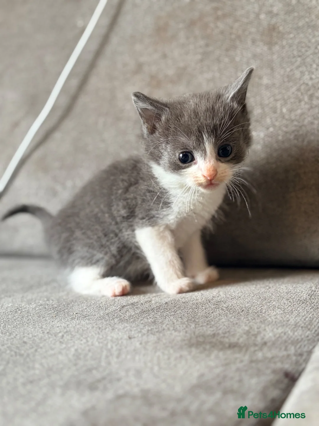 Mixed Breed cats for sale: Russian blue x bengal male  kitten (ready to go) - Advert 1