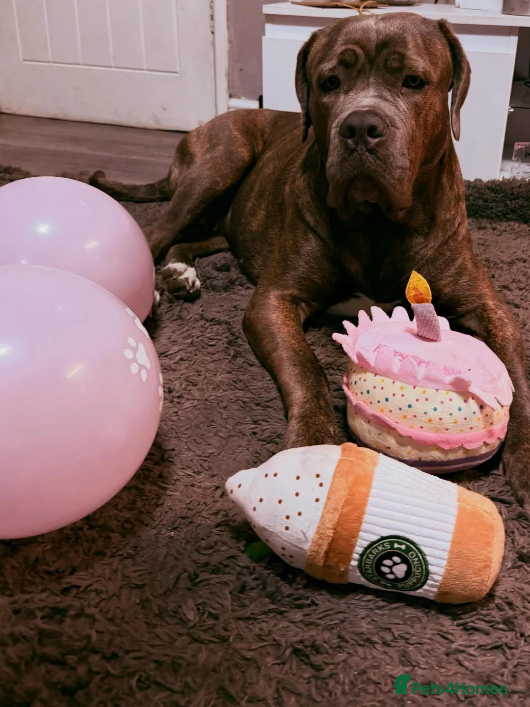 Cane Corso dogs for sale: Stormi - Beautiful Cane Corso  - Advert 3