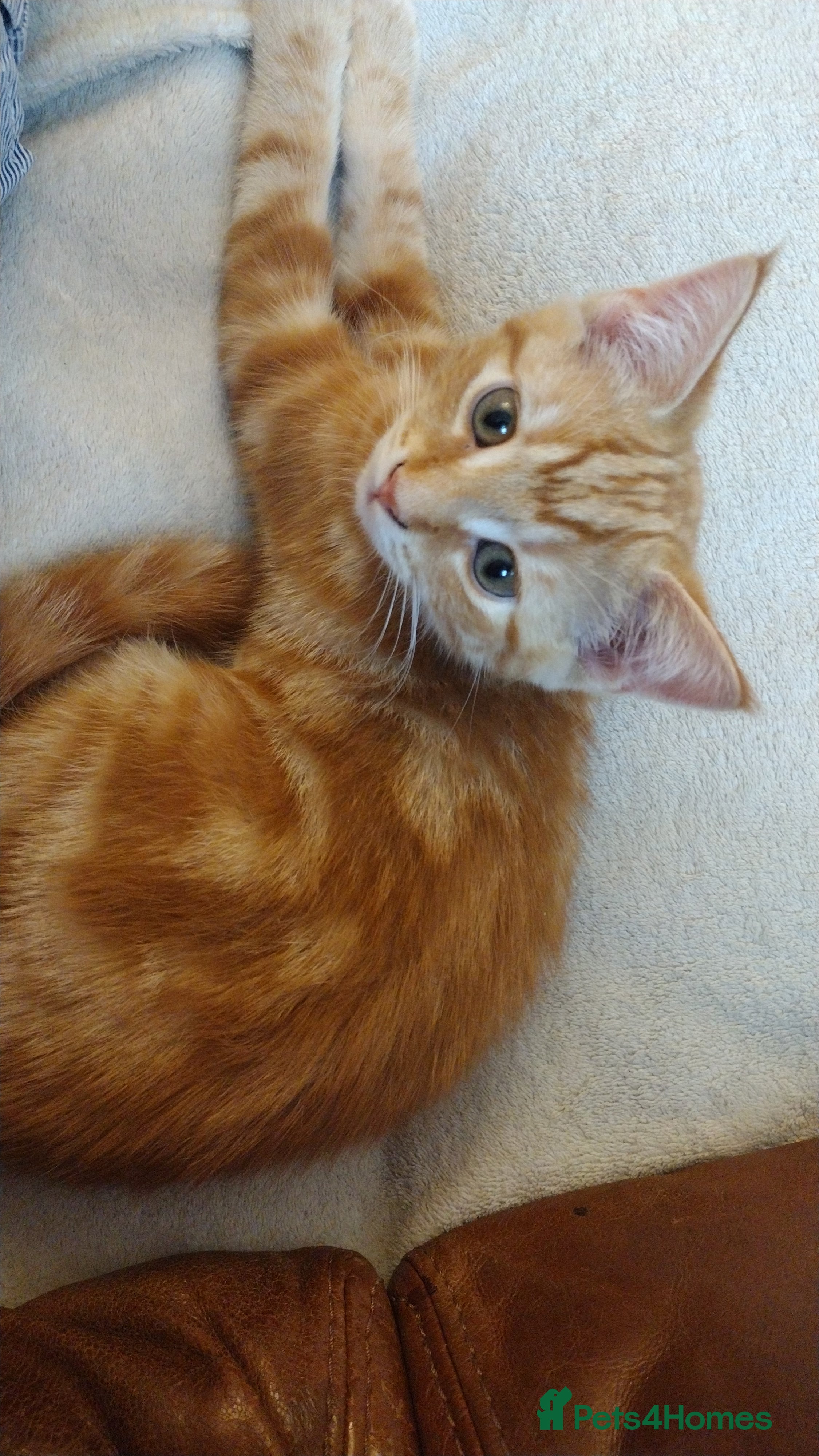 Mixed Breed cats Kitten ready for new home - Advert 2