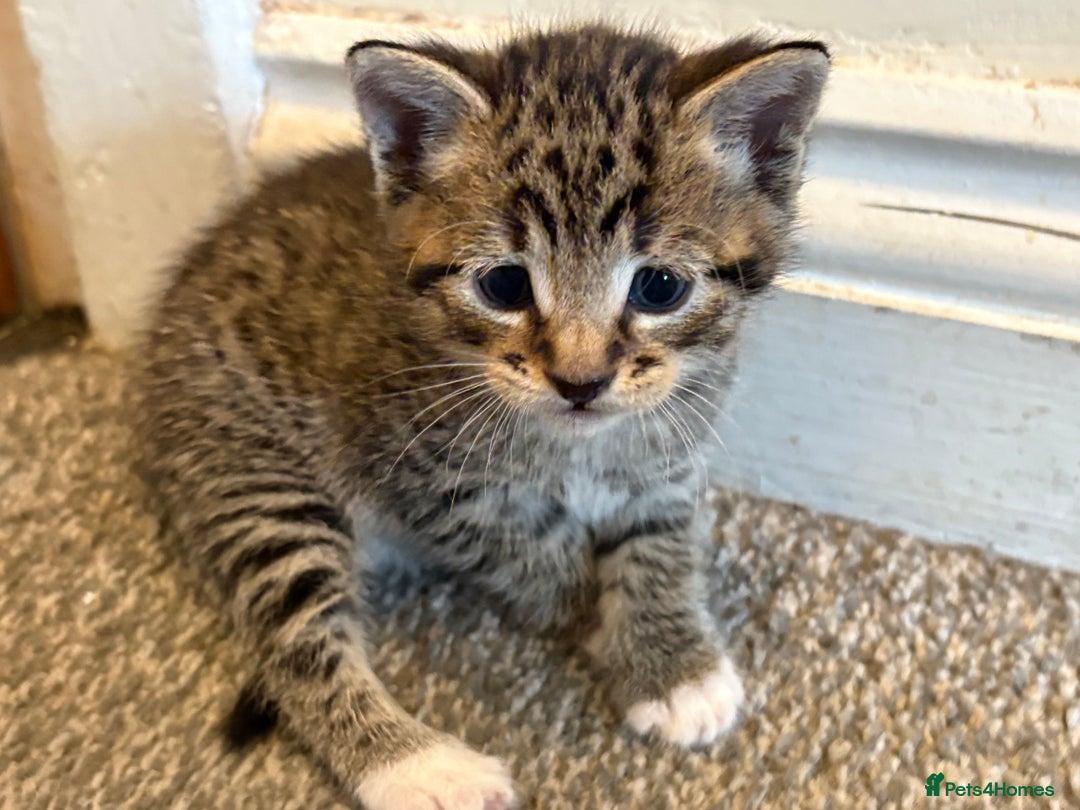 Mixed Breed cats for sale: 2 gorgeous kittens - Image 15