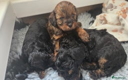 Cavapoo dogs for sale: Beautiful phantom F1B cavapoos - Image 9
