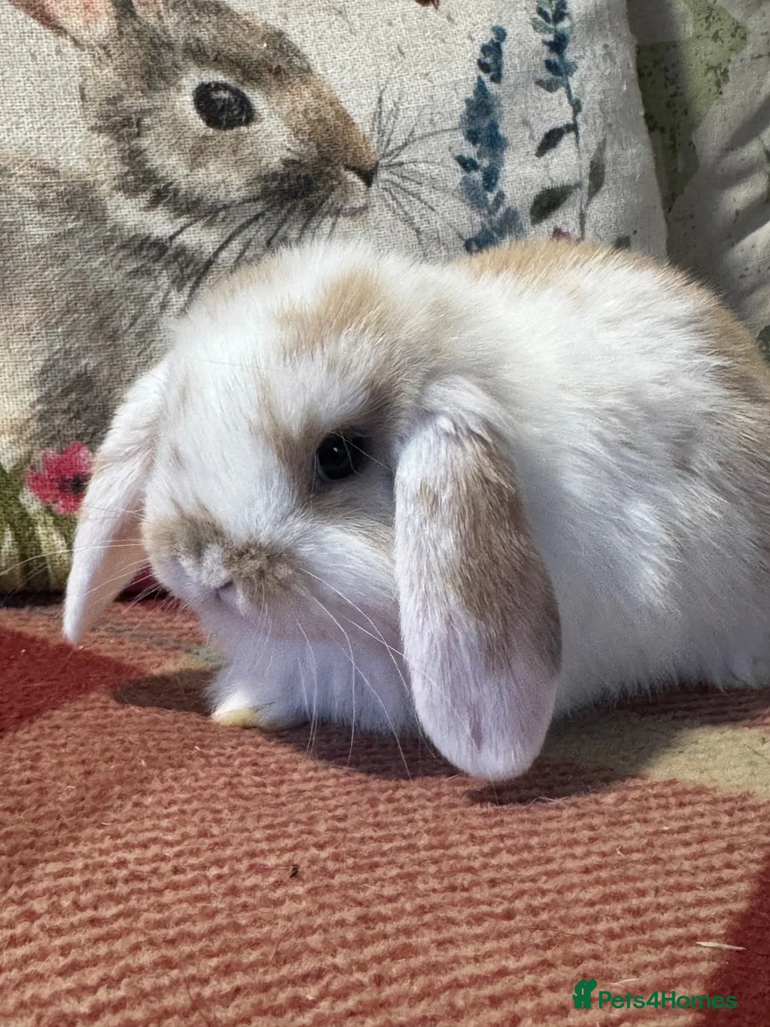 Mini Lop rabbits for sale: Gorgeous mini lop & lion lop babies (vaccinated)  - Advert 10