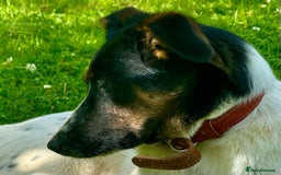 Foxhound dogs for adoption: Josie – Saved in the Final Hour - Image 9