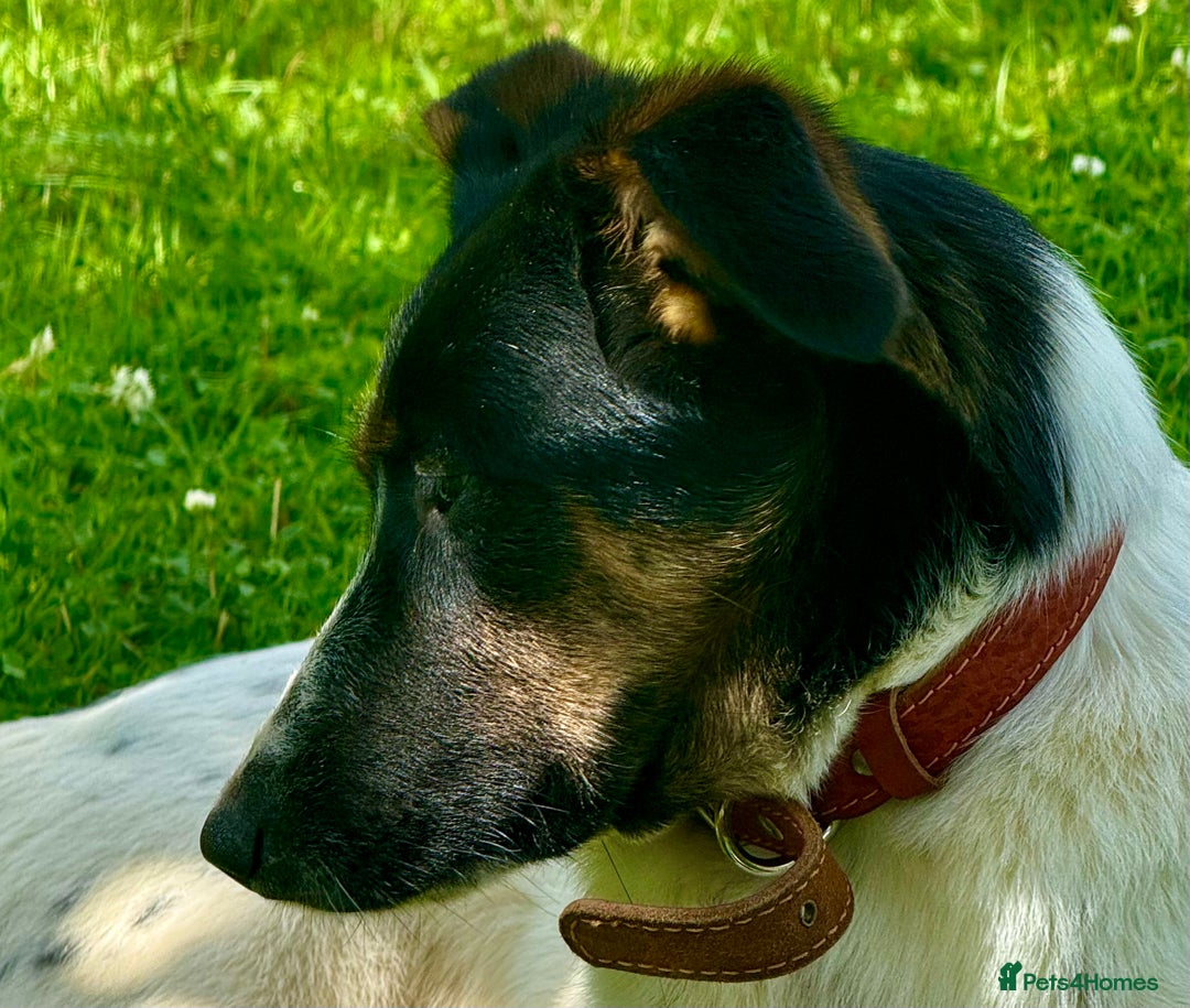 Foxhound dogs for adoption: Josie – Saved in the Final Hour - Image 9