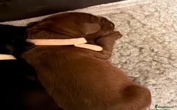 Mixed Breed dogs for sale: French bulldog cross puppies - Advert 6