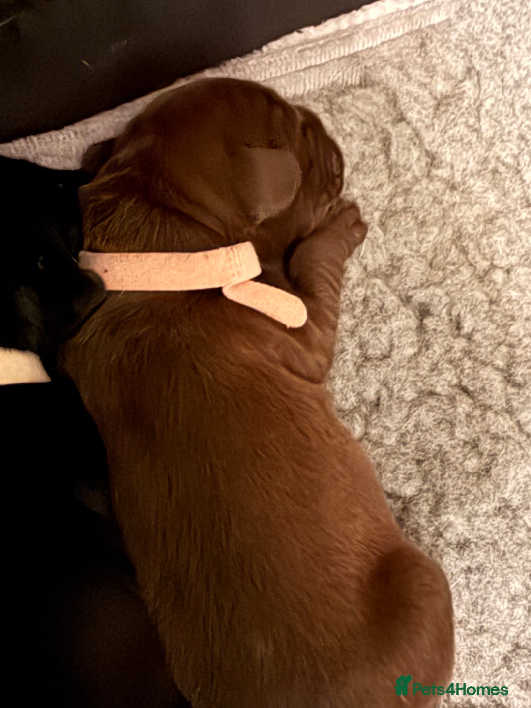 Mixed Breed dogs for sale: French bulldog cross puppies - Advert 6