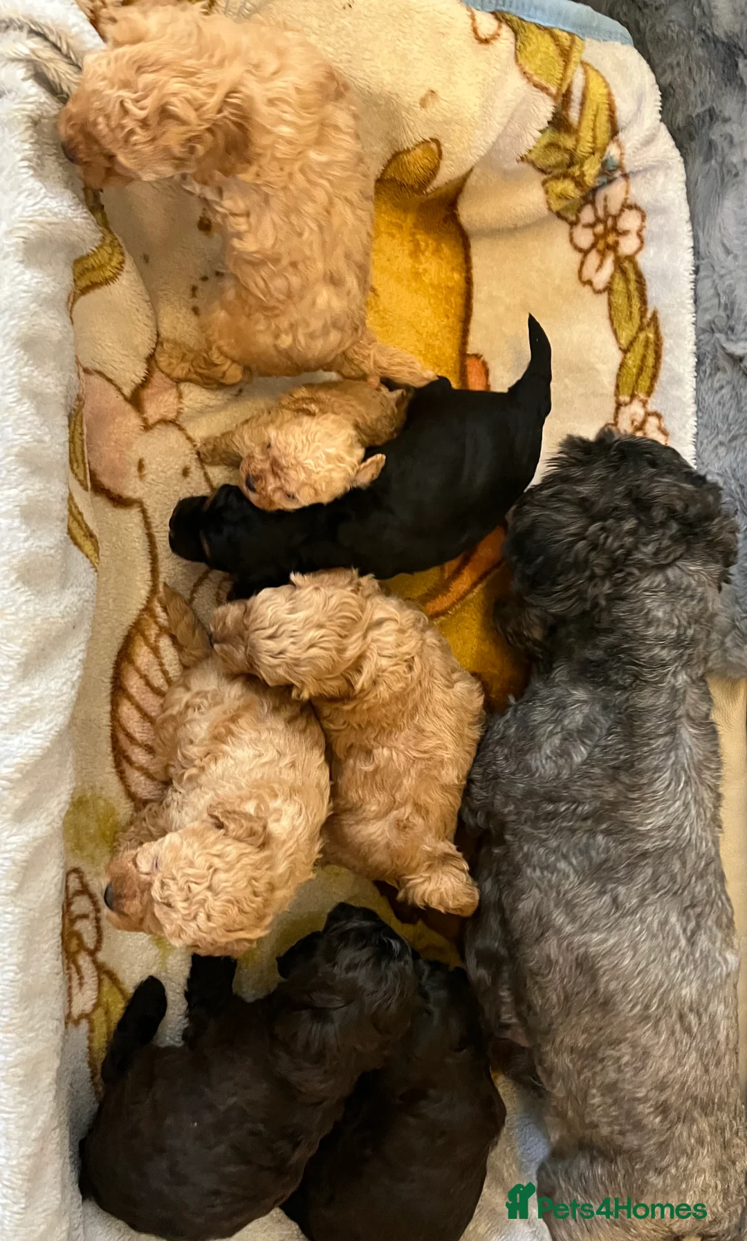 Shihpoo dogs for sale: 1 girl left shihpoo puppy fully vaccinated  - Advert 12