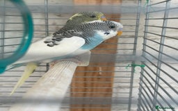 Budgerigars birds for sale: Budgies need gone  - Image 9