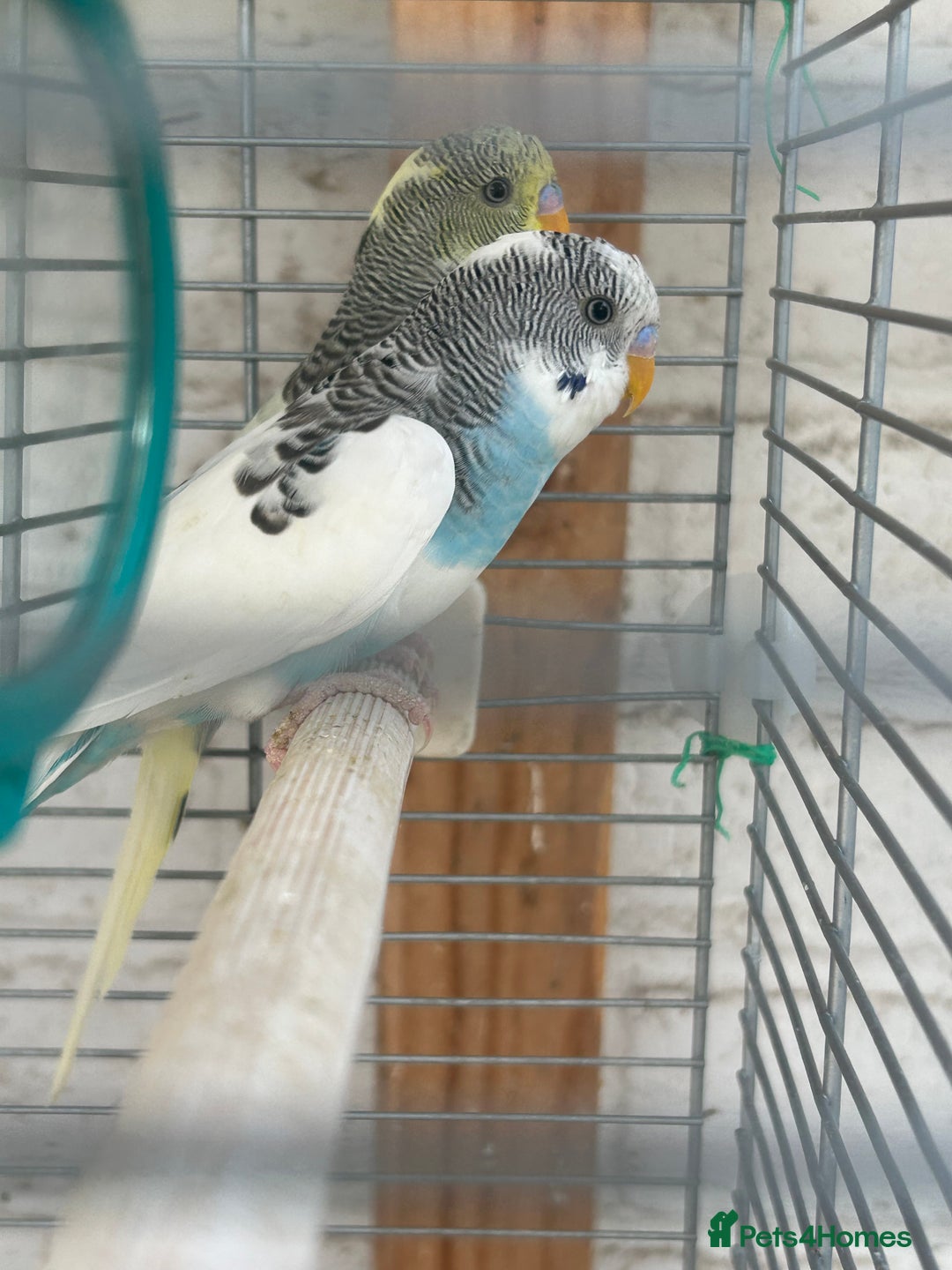 Budgerigars birds for sale: Budgies need gone  - Image 9