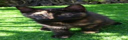 Mixed Breed cats for sale: Pretty Litter of Mixed Breed Kittens 🐱 - Advert 3