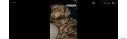 Miniature Dachshund dogs for sale: Miniature Dachshund  - Advert 8