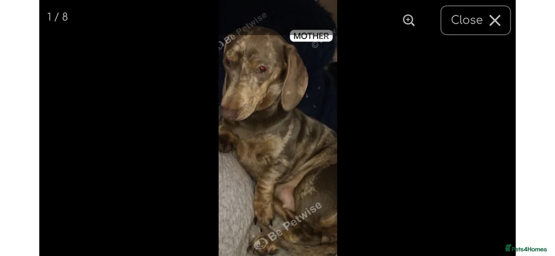 Miniature Dachshund dogs for sale: Miniature Dachshund  - Advert 8
