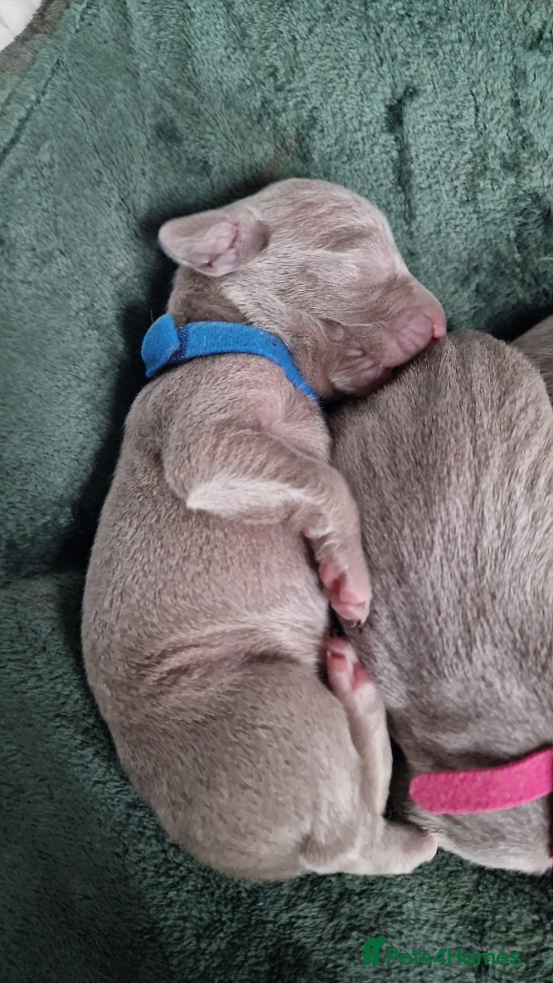 Weimaraner dogs for sale: Weimaraner Puppies Looking for Their Forver Home🐾 in Shrewsbury - Advert 11