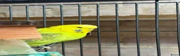 Budgerigars birds for sale: Two Friendly Female Budgies for Sale - Advert 3