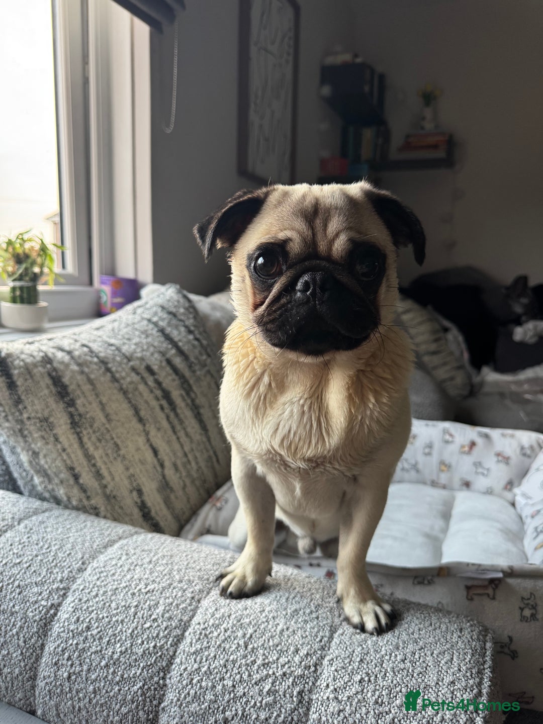 Pug dogs for stud: KC registered stud pug Bob - Advert 6