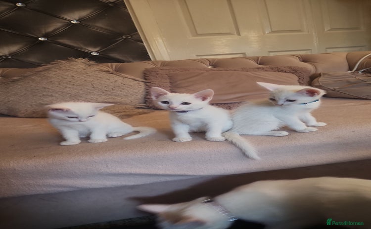 Turkish Angora cats - Advert 1