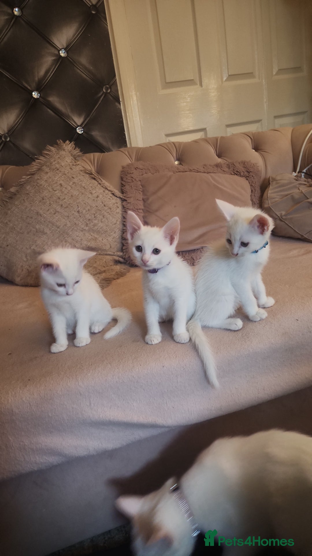 Turkish Angora cats for sale: Turkish angora cross Bengal  - Image 1