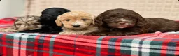 Cockapoo dogs for sale: STUNNING COCKAPOO PUPPIES READY NOW - Advert 4
