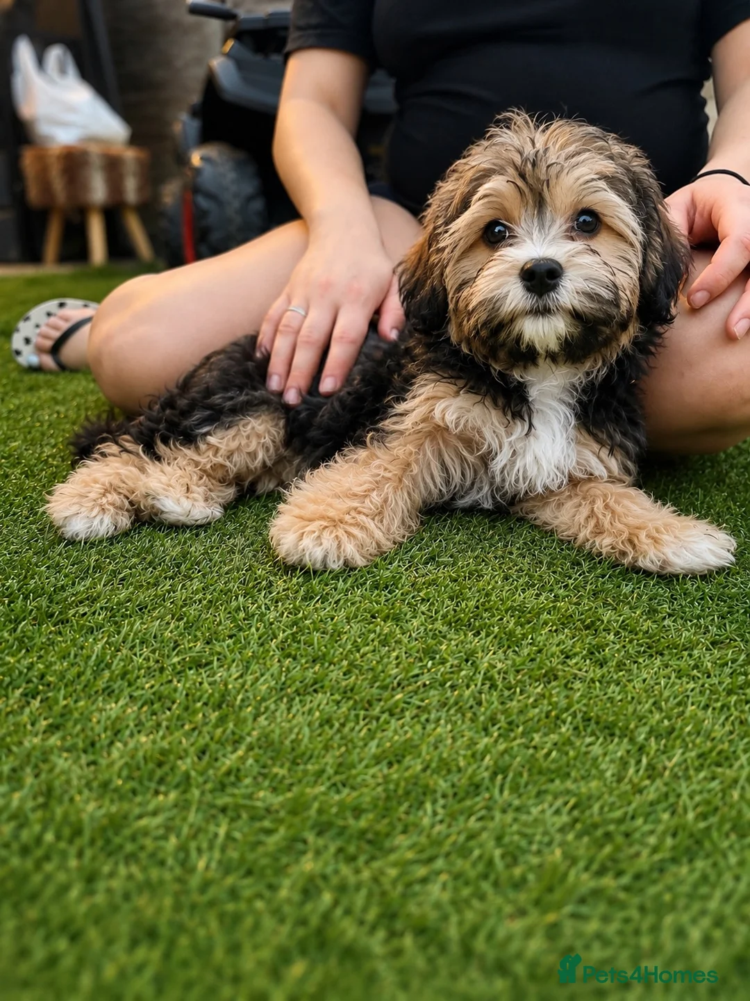 Zuchon dogs for sale: Gorgeous Loving Bichon ** hish Tzu Puppy in Hayes - Advert 2