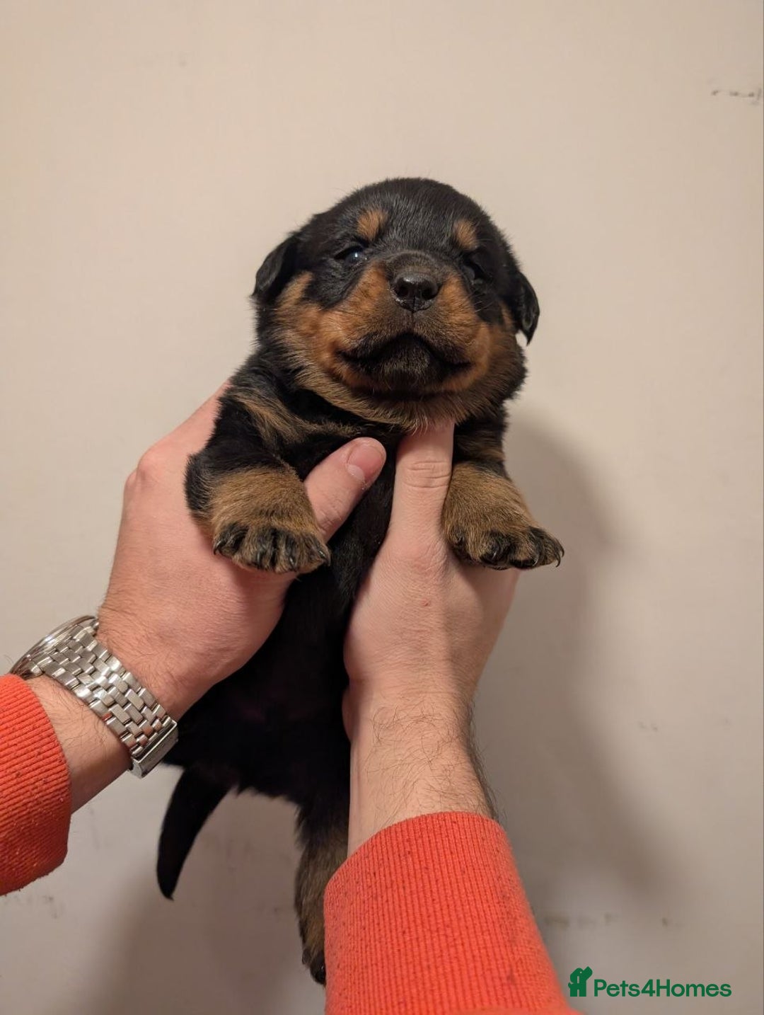 Rottweiler dogs for sale: 🐶 KC Rottweiler Puppies – German ADRK Bloodlines - Advert 25