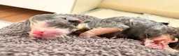 Mixed Breed cats for sale: Exotic Persian cross kittens  - Advert 9