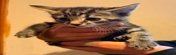 Mixed Breed cats for sale: Maine coon cross kittens for sale - Advert 2