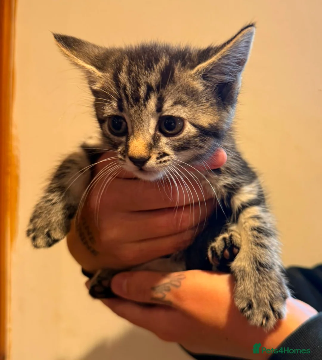Mixed Breed cats for sale: Maine coon cross kittens for sale - Advert 2