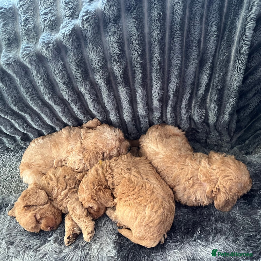 Australian Labradoodle dogs for sale: Fib Labradoodle puppies - Advert 16
