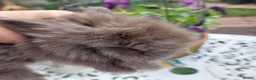 Angora rabbits for sale: TEDDYWIDDER BABIES  - Advert 4
