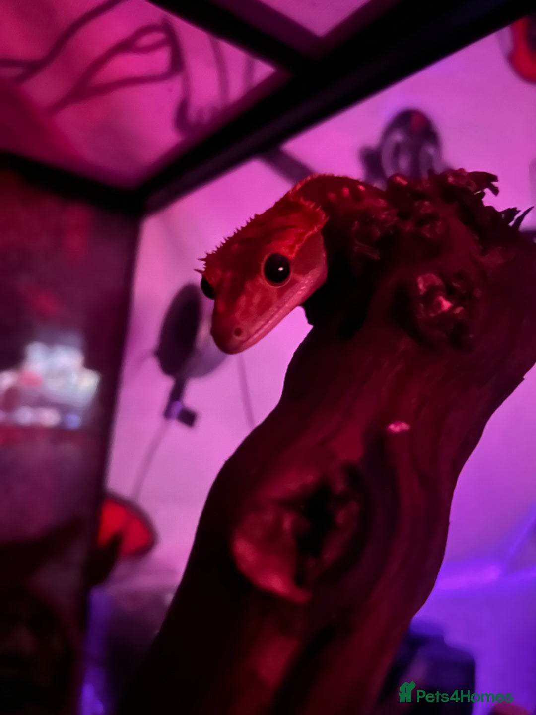 Gecko reptiles for sale: Crested Gecko  - Advert 4