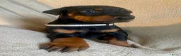 Dobermann dogs for sale: Health tested European puppies  - Advert 11