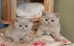 British Shorthair cats for sale: Gccf champion line rare fawn bsh kittens - Image 4