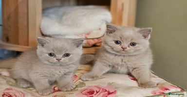 British Shorthair cats - Advert 14