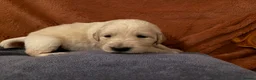 Golden Retriever dogs for sale: KC Golden retriever pups, fame & champion lines - Advert 33