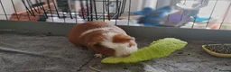 Guinea Pig rodents for sale: FREE - TO LOVING HOME - Advert 9