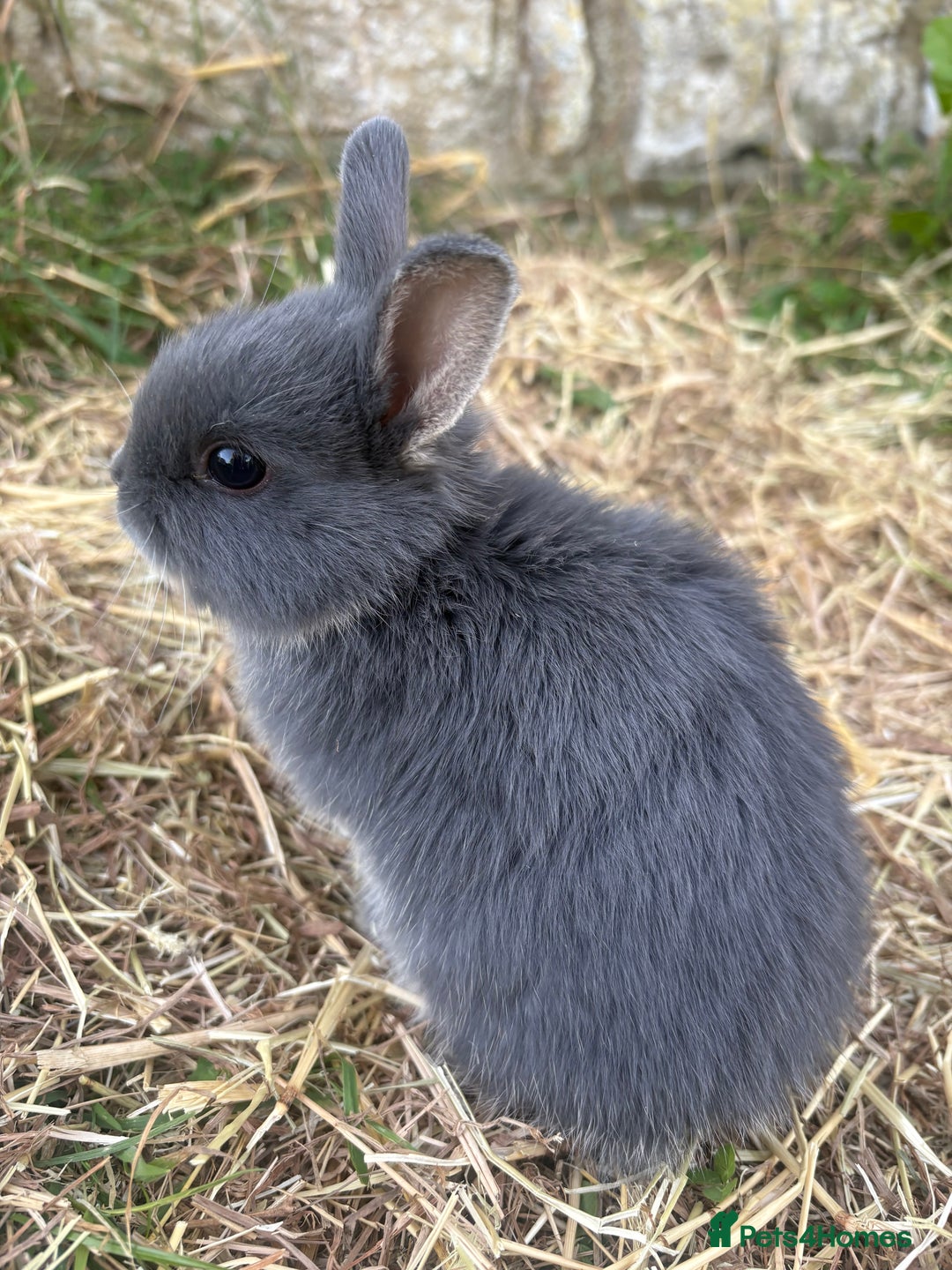 Netherland Dwarf rabbits for sale: Sweet Blue Otter Netherland dwarf boy bunny - Advert 2