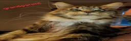 Maine Coon cats for sale: GOURGEOUS XXL MAINE COON KITTENS!!! - Advert 22