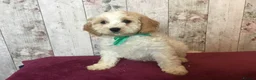 Mixed Breed dogs for sale: Adorable fluffball Cockalierpoo pups - Advert 6